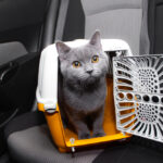 Traveling with Cats by Car: Do’s and Don’ts
