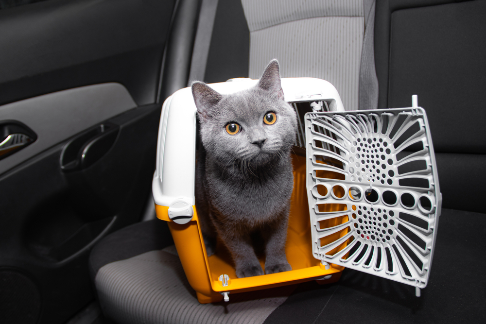 cat inside carrier traveling in car