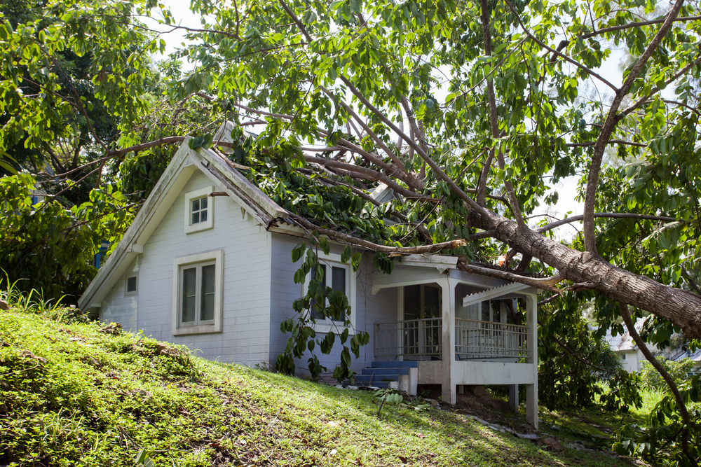 falling tree after hard storm on damage house