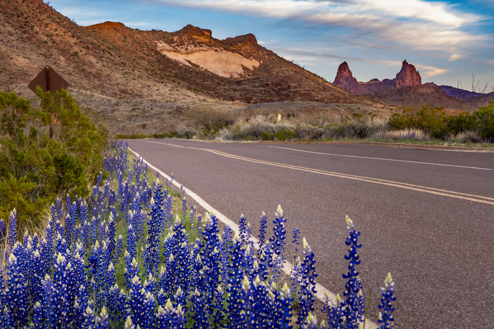 Bluebonnets grow by the side of a road in the Texas Hill Country